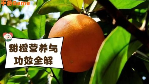 甜橙互动