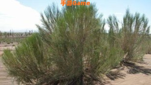 梭梭树怎么读